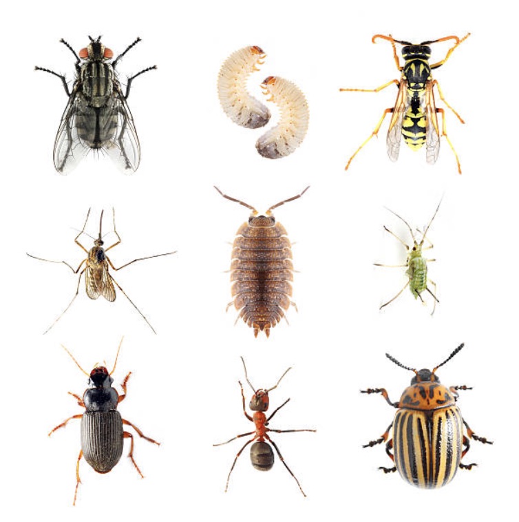 Pest Control Services Rogers CT