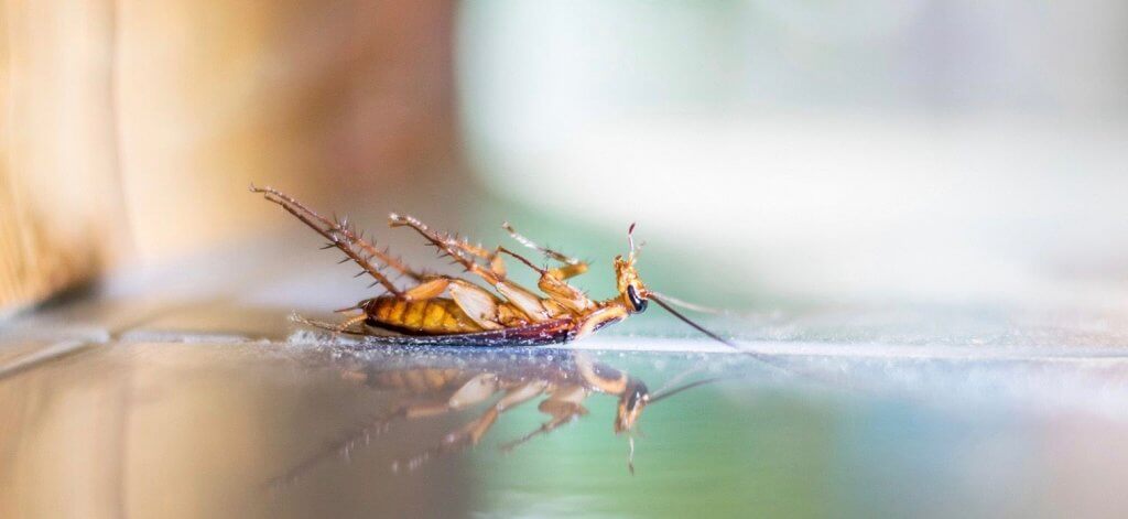 Emergency Pest Control Locust Grove VA